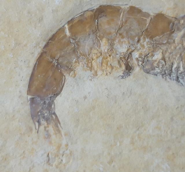 Franconipenaeus meyeri OPPEL 1862 - Bild © FossNet FossilienStore